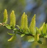 vrba trojmužná <i>(Salix triandra)</i> / Květ/Květenství