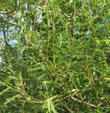 vrba košíkářská <i>(Salix viminalis)</i> / Habitus
