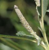 vrba košíkářská <i>(Salix viminalis)</i> / Květ/Květenství