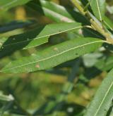 vrba košíkářská <i>(Salix viminalis)</i> / List