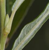 vrba košíkářská <i>(Salix viminalis)</i> / List