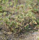 chmerek roční <i>(Scleranthus annuus)</i> / Habitus