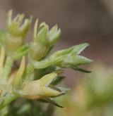 chmerek roční <i>(Scleranthus annuus)</i> / Květ/Květenství