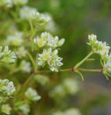 chmerek vytrvalý <i>(Scleranthus perennis)</i>