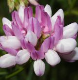 čičorka pestrá <i>(Securigera varia)</i> / Květ/Květenství