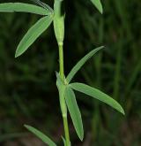 jetel červenavý <i>(Trifolium rubens)</i> / List