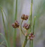 blatnice bahenní <i>(Scheuchzeria palustris)</i> / Plod