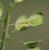 penízek prorostlý <i>(Thlaspi perfoliatum)</i> / Plod