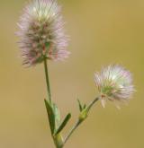 jetel rolní <i>(Trifolium arvense)</i> / Květ/Květenství