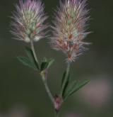 jetel rolní <i>(Trifolium arvense)</i>