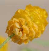 jetel ladní <i>(Trifolium campestre)</i> / Květ/Květenství