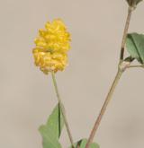 jetel ladní <i>(Trifolium campestre)</i> / Květ/Květenství