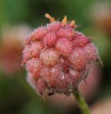 jetel jahodnatý <i>(Trifolium fragiferum)</i> / Plod
