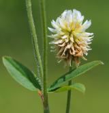jetel horský <i>(Trifolium montanum)</i> / Květ/Květenství