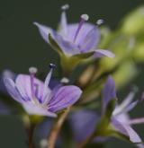 rozrazil drchničkovitý <i>(Veronica anagallis-aquatica)</i> / Květ/Květenství