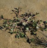 rozrazil drchničkovitý <i>(Veronica anagallis-aquatica)</i> / Habitus