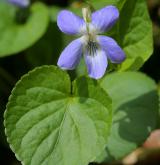 violka Rivinova <i>(Viola riviniana)</i> / List