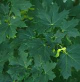 javor mléč <i>(Acer platanoides)</i> / Ostatní