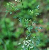 tetlucha kozí pysk <i>(Aethusa cynapium)</i> / Habitus