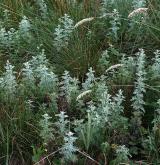 pelyněk pontický <i>(Artemisia pontica)</i> / Porost
