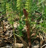 přeslička lesní <i>(Equisetum sylvaticum)</i> / Habitus