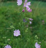 sléz velkokvětý <i>(Malva alcea)</i> / Habitus