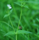 křehkýš vodní <i>(Myosoton aquaticum)</i> / Habitus