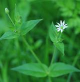 křehkýš vodní <i>(Myosoton aquaticum)</i> / Habitus