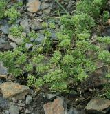 chmerek roční <i>(Scleranthus annuus)</i>