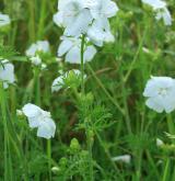 sléz pižmový <i>(Malva moschata)</i> / Habitus