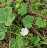 sléz přehlížený <i>(Malva neglecta)</i> / Habitus