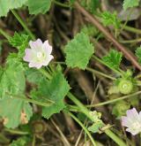 sléz přehlížený <i>(Malva neglecta)</i> / Habitus