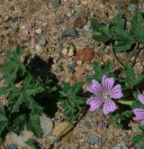 sléz lesní <i>(Malva sylvestris)</i> / Habitus