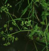 halucha vodní <i>(Oenanthe aquatica)</i> / Habitus