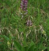 vstavač vojenský <i>(Orchis militaris)</i> / Habitus