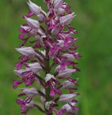vstavač vojenský <i>(Orchis militaris)</i> / Květ/Květenství