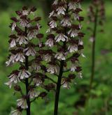 vstavač nachový  <i>(Orchis purpurea)</i> / Habitus