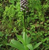 vstavač nachový  <i>(Orchis purpurea)</i> / Habitus