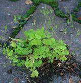 šťavel evropský <i>(Oxalis fontana)</i> / Habitus