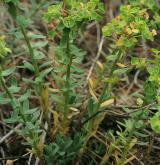 pryšec sivý <i>(Euphorbia seguieriana)</i> / Habitus