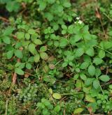 svízel okrouhlolistý <i>(Galium rotundifolium)</i> / Habitus