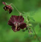 kakost hnědočervený <i>(Geranium phaeum)</i> / Květ/Květenství