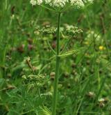 bolševník obecný <i>(Heracleum sphondylium)</i> / Habitus