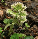 devětsil bílý <i>(Petasites albus)</i> / Habitus