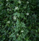 mázdřinec rakouský <i>(Pleurospermum austriacum)</i>