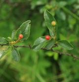 višeň křovitá <i>(Prunus fruticosa)</i> / Habitus