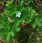 ostružiník moruška <i>(Rubus chamaemorus)</i> / Habitus