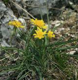 hadí mord rakouský <i>(Scorzonera austriaca)</i> / Habitus