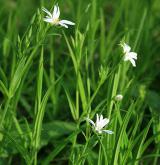 ptačinec velkokvětý <i>(Stellaria holostea)</i> / Habitus