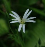 ptačinec velkokvětý <i>(Stellaria holostea)</i> / Květ/Květenství